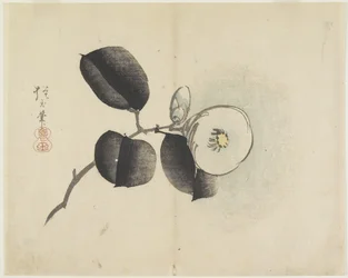 Camellia Flower and Bud, c. 1830